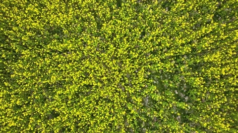 Top-down aerial over bright yellow mustard Flowers and farms in Kashmir. Stockbeeldmateriaal 333794797
