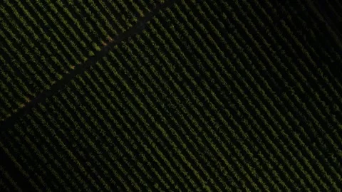 Top down aerial over rows of green crops in rural Burlington Washington Stock Footage 282497347