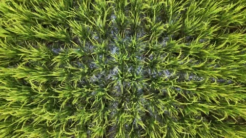 Top-Down Aerial Pan of Lush Green Rice Field Texture Stock Footage 333776809