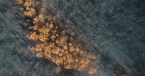 A top down aerial pan over a burnt forest landscape The Concept of Aftermath 스톡 동영상 318443546