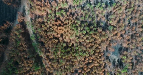 A top down aerial pan over a heat damaged forest The Concept of Aftermath Stock Footage 318443555