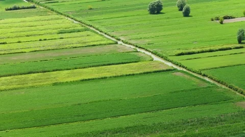 Top-down aerial of patchwork fields in the Berici Hills, Italy Stock Footage 316702796