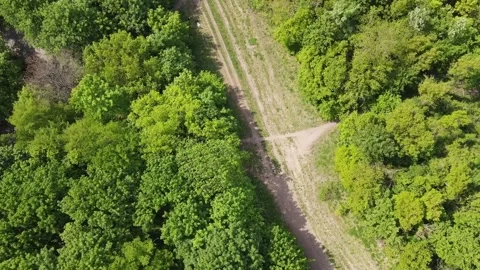 Top down aerial of path in the trees in Grunewald Forest Berlin Germany Vídeos de archivo 243639944