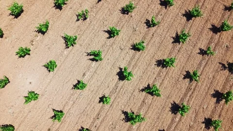 Top down aerial pattern of vineyard plantation and soil 動画素材 336285395