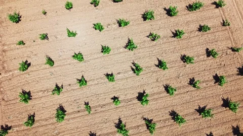 Top down aerial pattern of vineyard plantation and soil 動画素材 337419538