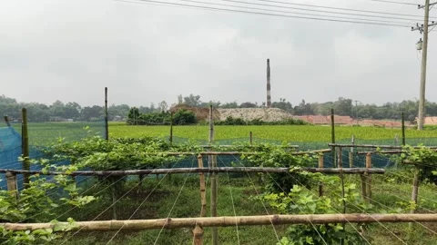 Top-Down Aerial Perspective of Vibrant Paddy Crops in Rural South Asia Stock Footage 333841228