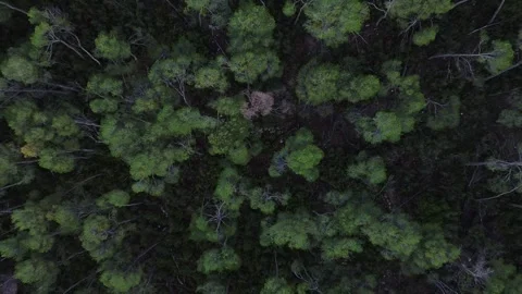 Top-Down Aerial of Pine Forest during Twilight 4k drone Stock Footage 288337675