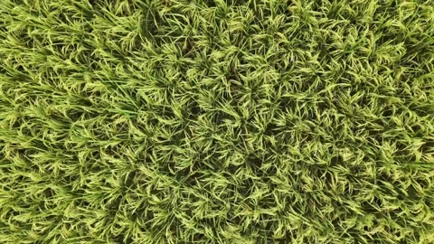Top-Down Aerial Pull-Away from Lush Green Rice Fields Stock Footage 333776536
