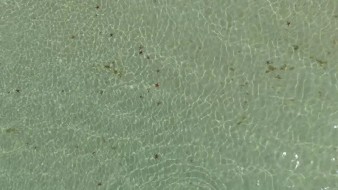 Top Down Aerial of Red Starfish in Clear Shallow Water Vídeos de archivo 337935707