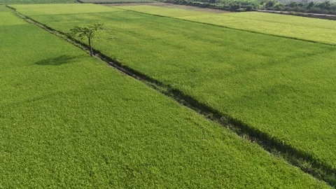 Top-down aerial of rice fields with farmer in Lak, Dak Lak, Vietnam Vidéo 339174476