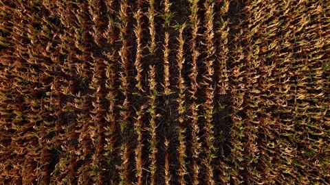 Top-down aerial of ripe corn rows Stock-Footage 345531801