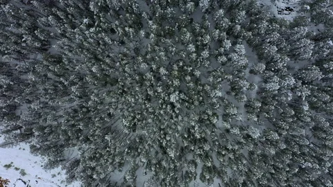 Top down aerial rotation of snow covered evergreens in Colorado Stock Footage 247364141