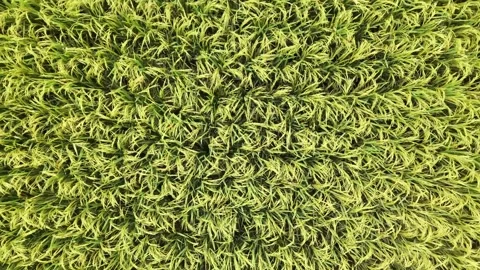 Top-Down Aerial Rotation of Vibrant Green Rice Fields Stock Footage 333776495