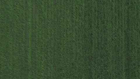 Top down aerial shot of arable land after seeding wheat. Green field Stock Footage 130592127