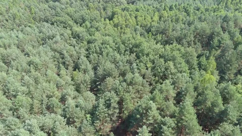 Top-down aerial shot of a dense green forest with lush tree canopies forming a Stock-Footage 300806770