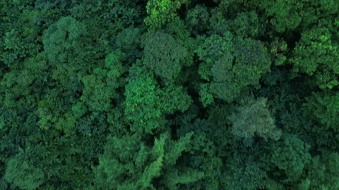 Top down aerial shot of dense green tropical forest canopy, drone video Stock Footage 341978207