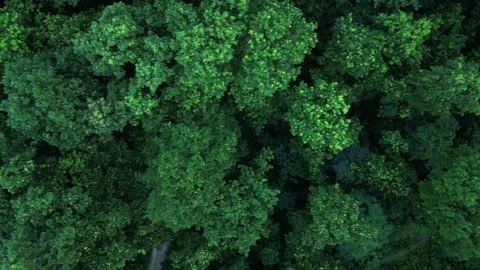 Top down aerial shot of dense green forest canopy with a small path below Stock Footage 341979004