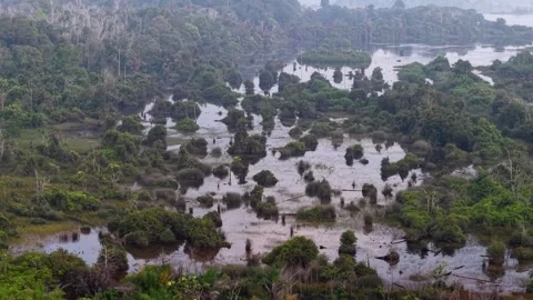 Top-down aerial shot of flooded forest 库存影片 337547226