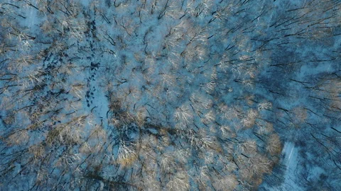 Top-down aerial shot of forest covered in snow and a beautiful sunset. Stock Footage 139729562