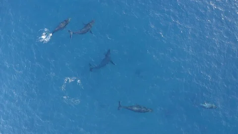 Top down aerial shot of group humpback whales mate chase and swimming, Hawaii Stock Footage
