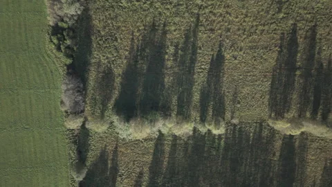 Top down aerial shot moves left from a tree line to a lush green field Stock Footage 325082877