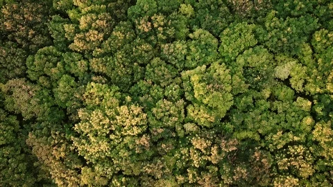 Top down aerial shot of park with trees. Stock Footage