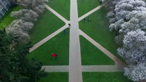 Top down aerial shot of the Quad with cherry trees in full bloom at the Stock-Footage 172489107