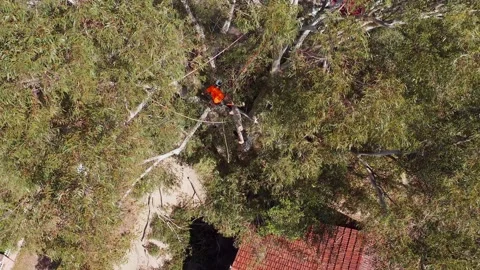 Top down aerial shot of tree lopper or arborist working in a large eucalyptus Stock Footage 140314624