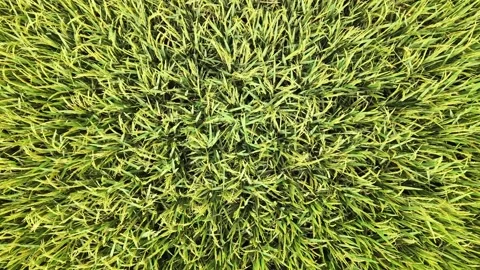 Top-Down Aerial Shot of Vibrant Paddy Crops in Rural South Asia Stock Footage 333775853