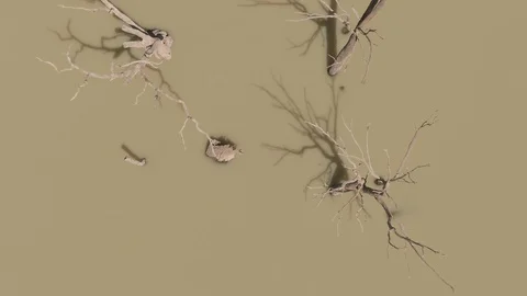 Top down aerial shots of Dead trees in the Murray Darling Basin or river system. Stock-Footage 104584682