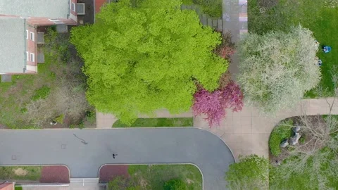 Top down aerial of sidewalk pattern. Person walks on spring day, tree in Stock Footage 153250766