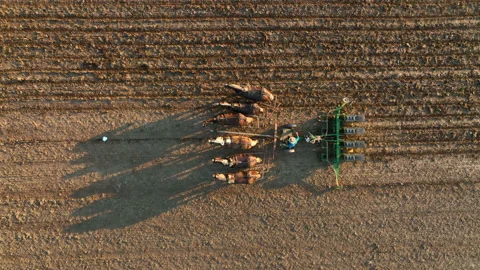 Top down aerial of six Amish horses pulling planter. Amish man plants corn Video stock 196445658