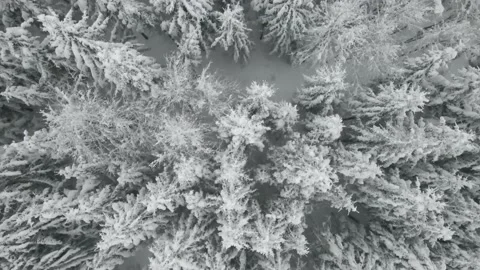 Top down aerial of snow covered winter forest 動画素材 146795056