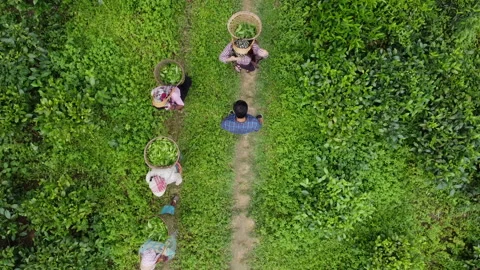 Top Down Aerial Tea Workers With Baskets Dimapur Nagaland 2019 Stock Footage 346754921