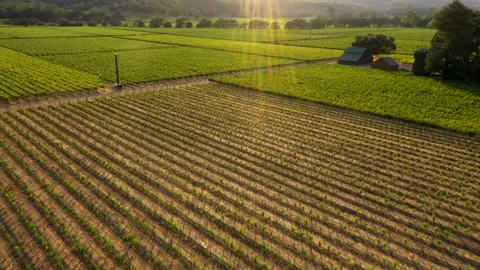 Top Down Aerial of Tight Vineyard Row Pattern With Lens Flare Stock Footage 311058507