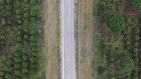 Top down aerial tracking along empty rural road through young pine forest Stock Footage 327641767