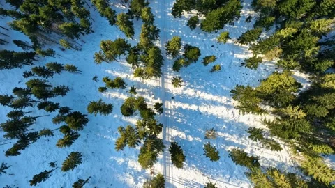 Top down aerial tracking over green spruce forest and frozen snow Stock Footage 336446219