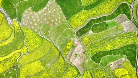 Top-down aerial tracking a road through yellow mustard crops. Stock Footage 333801181
