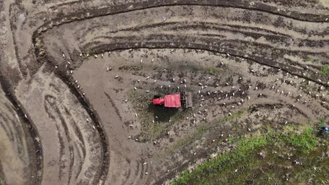Top down aerial of tractor plowing muddy field with white egrets. Stock Footage 340515247