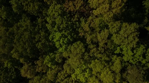 Top down aerial of tree tops in Appalachian forest in South Pittsburg Tennessee Stock Footage 307370685