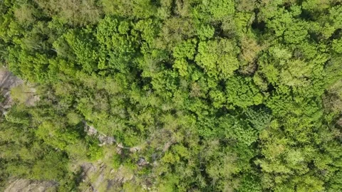 Top down aerial of trees in Grunewald Forest Berlin Germany 스톡 동영상 243640050