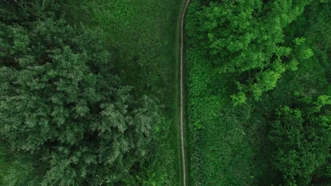 Top down aerial of the trees in park in windy weather, 4k Stock Footage 198245126