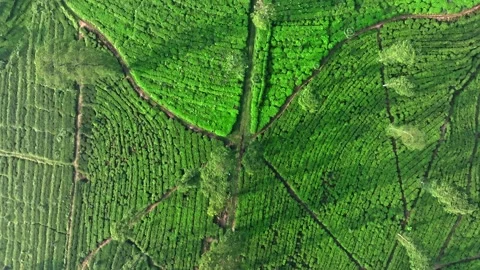 Top Down Aerial of Tropical Tea Estate and Plantation Texture Stock Footage 337834602