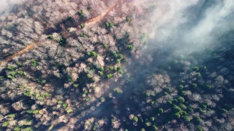 Top down aerial video of forest partially covered by fog Stock Footage 230086140