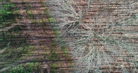 Top down aerial video of a leafless forest in winter The Concept of Seasona.. Stock-Footage 316595253