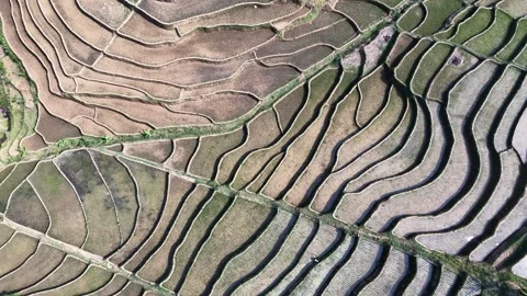 Top-Down Aerial View Of Abstract Geometric Patterns In Terraced Rice Fields. Stock Footage 346808698