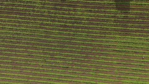 Top down aerial view of agricultural crop rows creating a geometric pattern Stock Footage 345462891