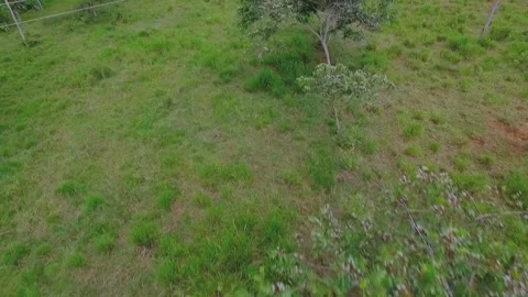 Top Down Aerial View of Agroforestry Rows in Pasture Stock Footage 335051961