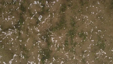 Top-down aerial view of the algae-filled seashore Stock-Footage 159050486