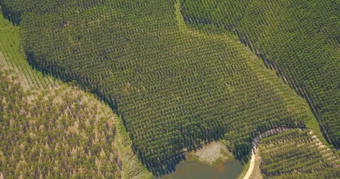 Top Down Aerial View of Aligned Massive Artificial Forest in Paraguay Stock-Footage 128559999